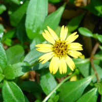 raw herbs - karisalanganni yellow3