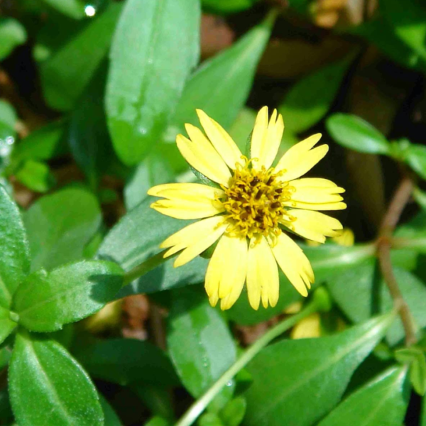 Second image of Karisalankanni (Yellow) - Raw Herbs