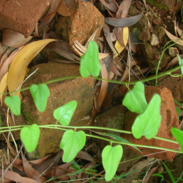 Second image of Kattukodi - Raw Herbs