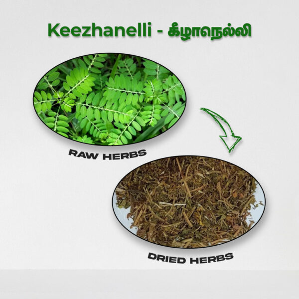 Keezhanelli - Raw Herbs