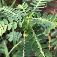 raw herbs - keelanelli4