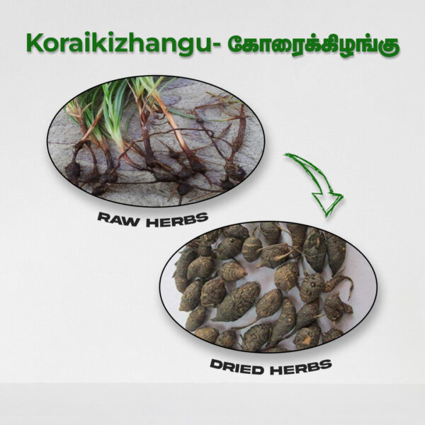 Koraikizhangu - Raw Herbs