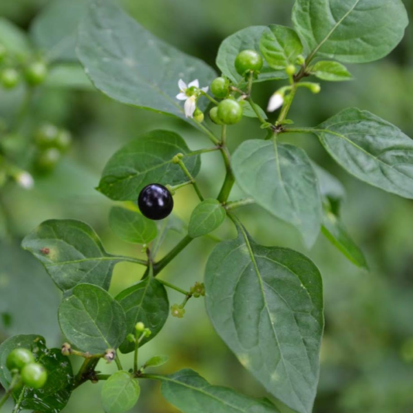 Second image of Manathakkali Keerai - Raw Herbs