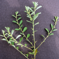 raw herbs - mevanelli4