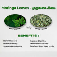 raw herbs - moringa leaves1