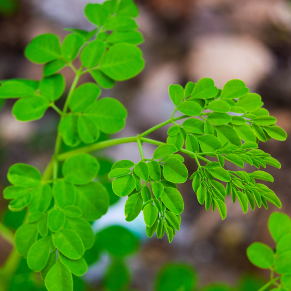 Second image of Moringa Leaves - Raw Herbs