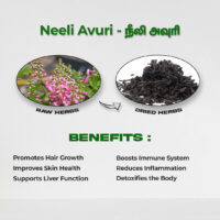 raw herbs - neeli avuri1