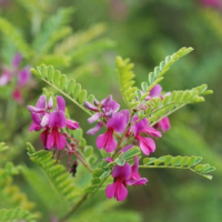 raw herbs - neeli avuri3