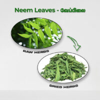 raw herbs - neem leaves