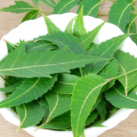 raw herbs - neem leaves4