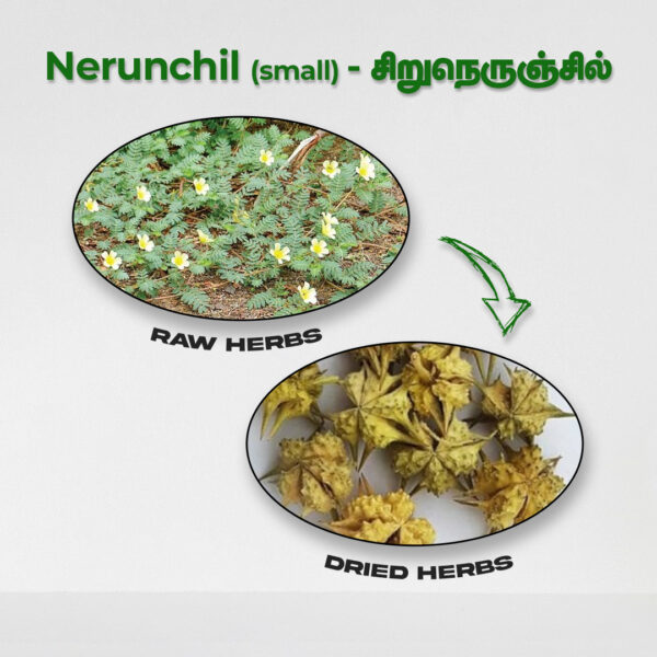 Nerunchil (Small) - Raw Herbs