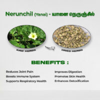 raw herbs - nerunjil yaanai1