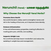 raw herbs - nerunjil yaanai2