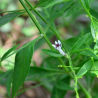 raw herbs - nilavembu1