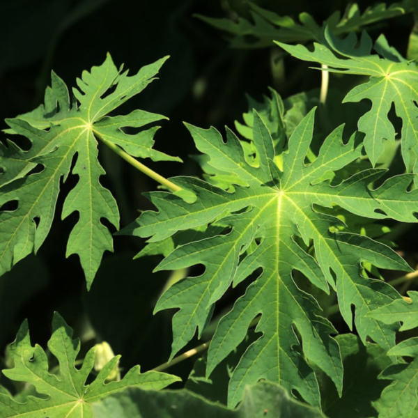 Second image of Papaya Leaves - Raw Herbs