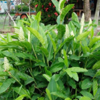 raw herbs - perarathai root1