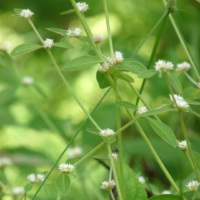 raw herbs - ponnakanni keerai1