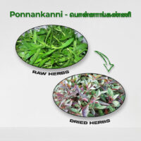 raw herbs - ponnankanni3
