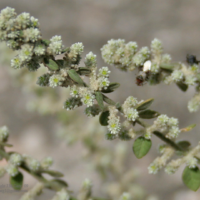 raw herbs - poolai poo1
