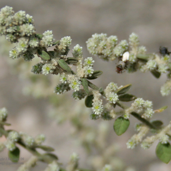 Second image of Poolai Poo - Raw Herbs