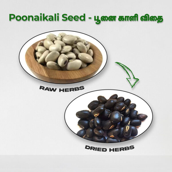 Poonaikali Seeds - Raw Herbs
