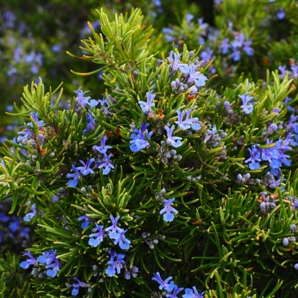 Second image of Rose Mary Leaves - Raw Herbs