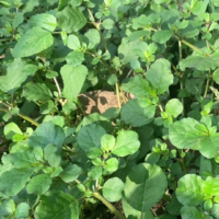 raw herbs - saranai root1