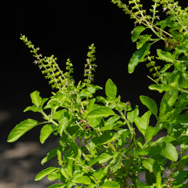 Second image of Thulsi Leaves - Raw Herbs