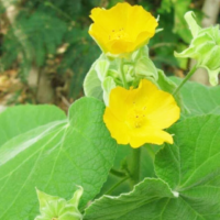 raw herbs - thuthi leaves1