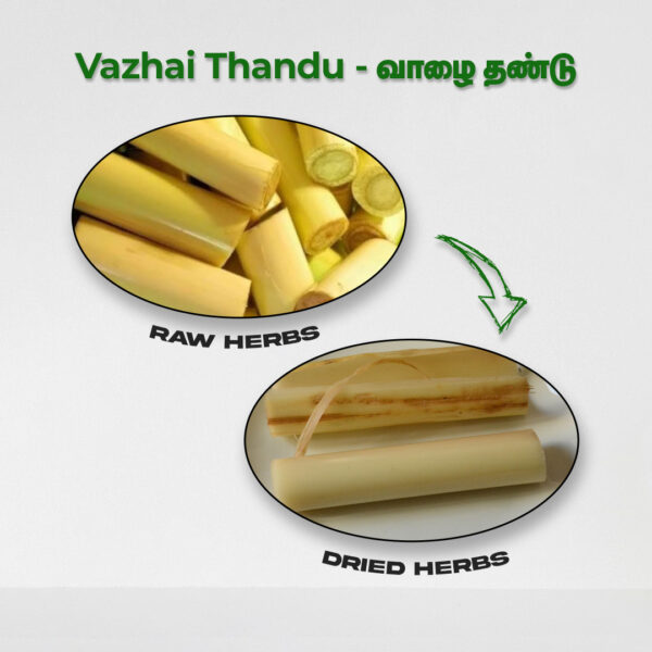 Vazhai Thandu - Raw Herbs
